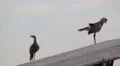 Brazilian Bird. Seriema. Brazil. Cerrado. HD Footage