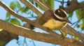 Brazilian Bird Sitting On A Branch In A Tree - Great Kiskadee - Bem te vi HD Footage