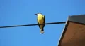 Brazilian Bird Sitting On the electrical wiring - Yellow Great Kiskadee HD Footage