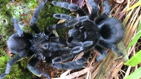 Brazilian Black Tarantula mating pair Stock Footage 278255437