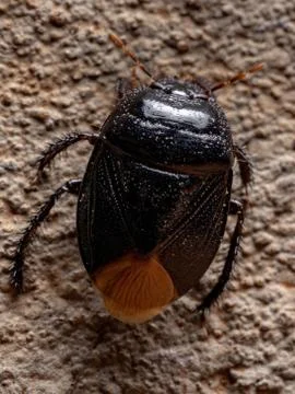 Brazilian Burrowing Bug Stock Photos