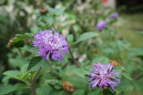 Brazilian Button Foto stock