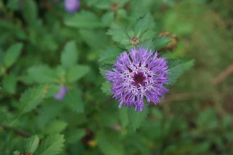 Brazilian Button Stock Photos