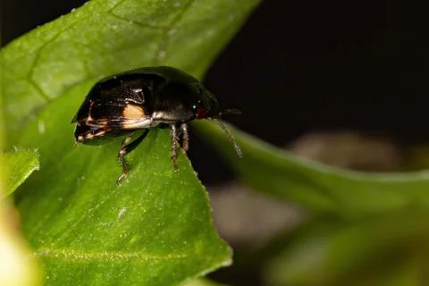 Brazilian Ebony Bug Stock Photos