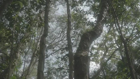 Brazilian Forest Stock Footage 260481795