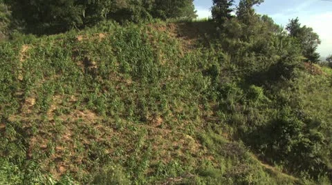 Brazilian Hillside Field of Corn Stockbeeldmateriaal 19176035