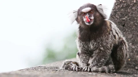 Brazilian little monkey Video stock 1068456