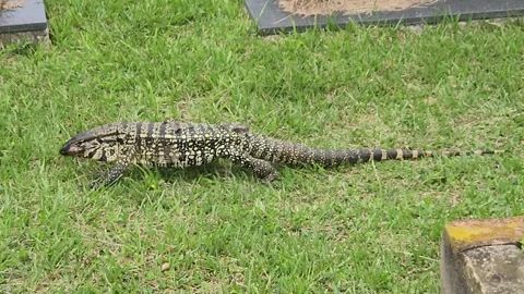 BRAZILIAN LIZARD CALLED TEIÚ Stock Footage 263712007