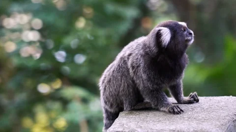 Brazilian mico small monkey looking around with forest as background Stock-Footage 125063218