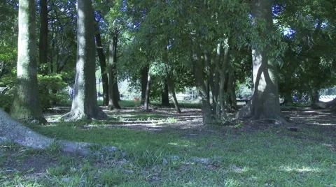 Brazilian Park Stock-Footage 3297140