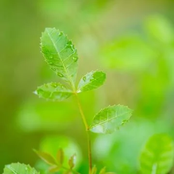 Brazilian pepper tree Stock Photos