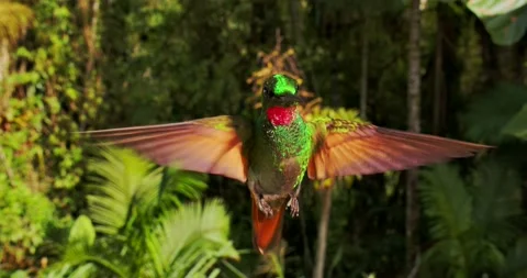 Brazilian ruby (Clytolaema rubricauda) closeup in slow motion Stock-Footage 144890957