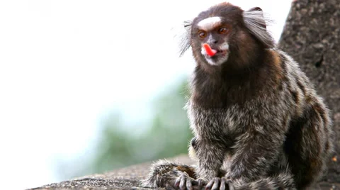 Brazilian small monkey cleaning its fur, Stock Video footage, HD 1080p, 25 fps Video stock 37638653