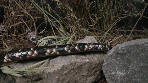 Brazilian smooth snake false water cobra slithering on rocks Stock Footage 152800918
