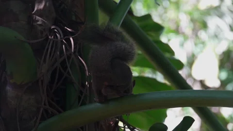 Brazilian Squirrel Sciurus aestuans in Natural Habitat Stock Footage 197313711