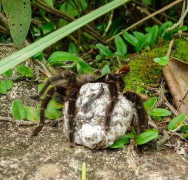 Brazilian Tarantula spider, Theraphosidae, with egg sac on its paws Stock Photos