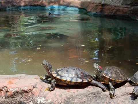 Brazilian tortoise Stock Photos