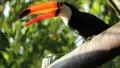 Brazilian toucan. Zoo of Brazil. Ramphastos toco bird. Tucano HD Footage