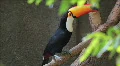 Brazilian toucan. Zoo of Brazil. Ramphastos toco bird. Tucano HD Footage