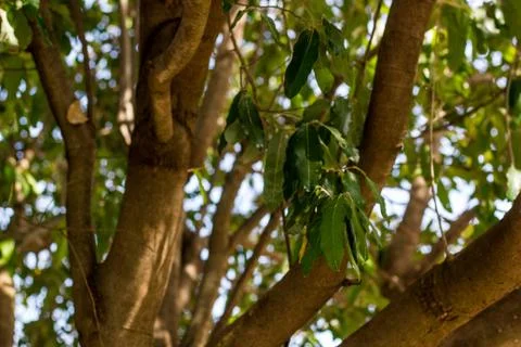 Brazilian Tree Foto stock