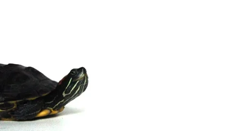 The Brazilian turtle is also known as the ''red-ear slider'' turtle or in Latin  Stock Footage 338218683