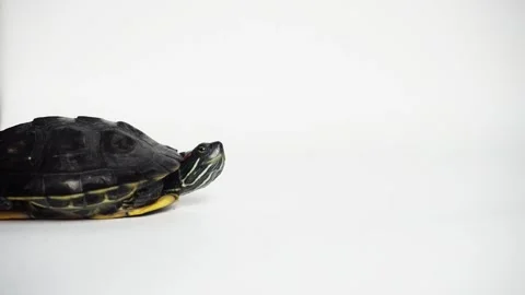 The Brazilian turtle is also known as the ''red-ear slider'' turtle or in Latin  Stock Footage 338218690