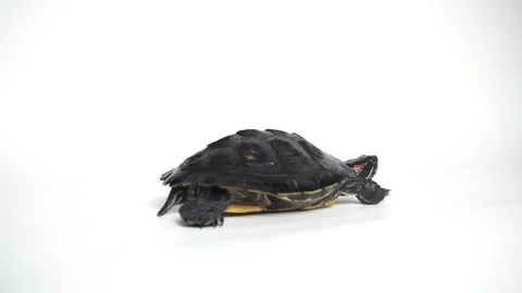 The Brazilian turtle is also known as the ''red-ear slider'' turtle or in Latin  Stock Footage 338218914