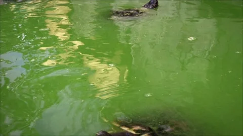 The Brazilian turtle Stock Footage 293578523