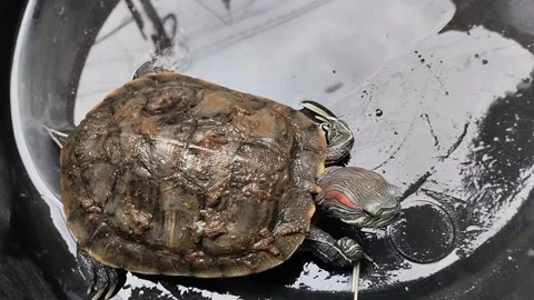 Brazilian turtle with a mossy shell in a black plastic tub. Stock Footage 294008603