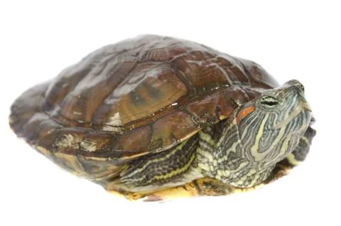 Brazilian turtle Stock Photos