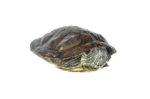 Brazilian turtle 写真素材