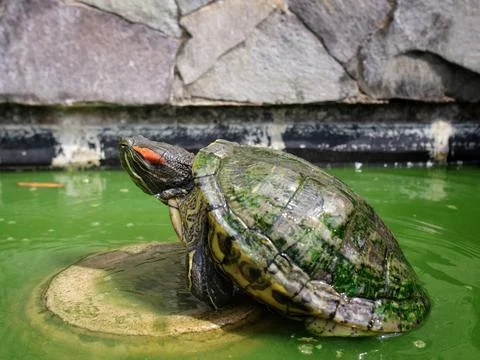 The Brazilian turtle Stock Photos
