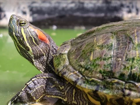 The Brazilian turtle Stock Photos