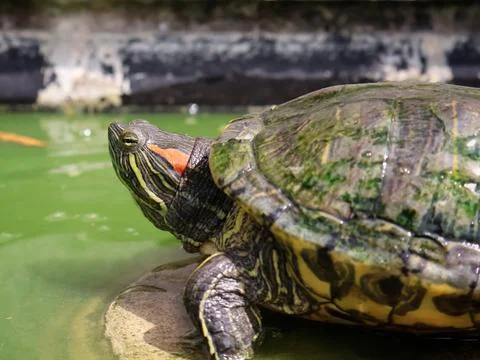 The Brazilian turtle Foto stock