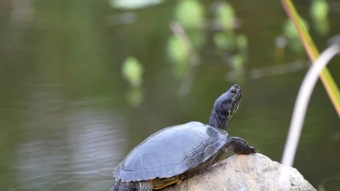 Brazilian Turtle Resting on a Rock Stock Footage 292825331