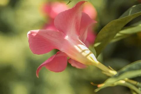 Brazillian Jasmine Stock Photos