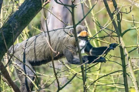 Brazza monkey climbs on a tree Stock Photos