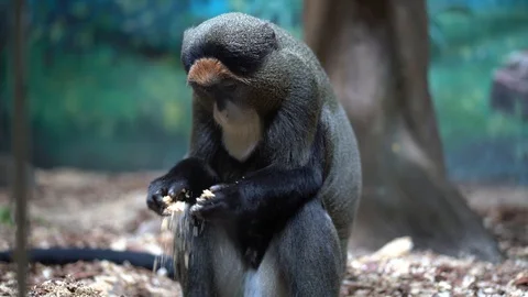 Brazza the monkey  스톡 동영상 128180681