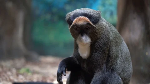 Brazza the monkey sits on the ground and looks at the camera 스톡 동영상 128180694