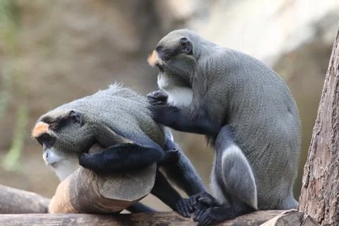 Brazzameerkatze  De Brazza's monkey   (Cercopithecus neglectus) Stock Photos