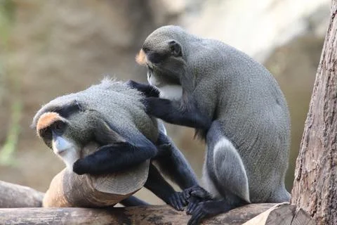 Brazzameerkatze  De Brazza's monkey   (Cercopithecus neglectus) Stock Photos