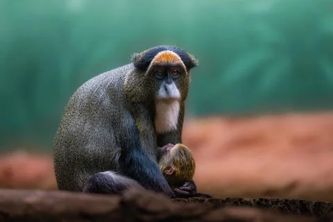 Brazza's monkey (Cercopithecus neglectus) monkey cradling its baby in its arms Stock Photos