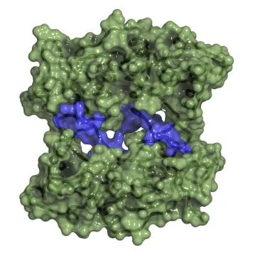 Brca1 (breast cancer type 1 susceptibility, brct domain) dna repair enzyme. c Stock Illustration