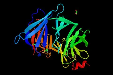 BRCA2, a human gene and its protein product. Certain variations of the BRCA.. Stock Illustration
