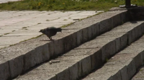 Brd in the frame 스톡 동영상 37428185