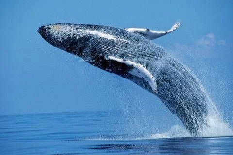 Breaching Hump Back Whale off the coast of Honolulu, Hawaii. motion blur Stock Photos