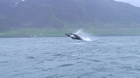 Breaching humpback whale near Dalvik in Iceland Video stock 82360118