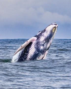 Breaching Humpback Whale Stock Photos