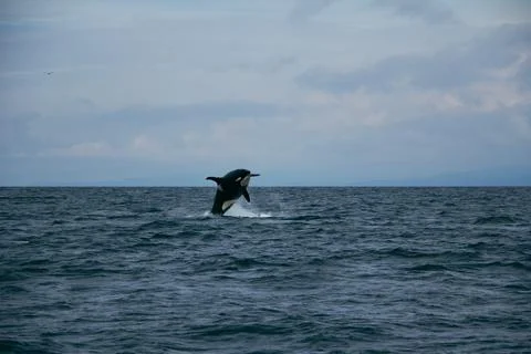 Breaching Orca 스톡 사진