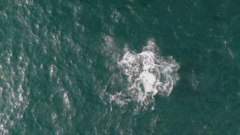 Breaching Whale Leaps Out of the Ocean with Big Splash Stock Footage 318948504
